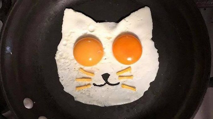 fried egg cat