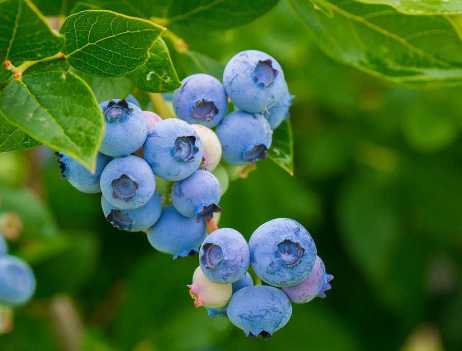 bluberries