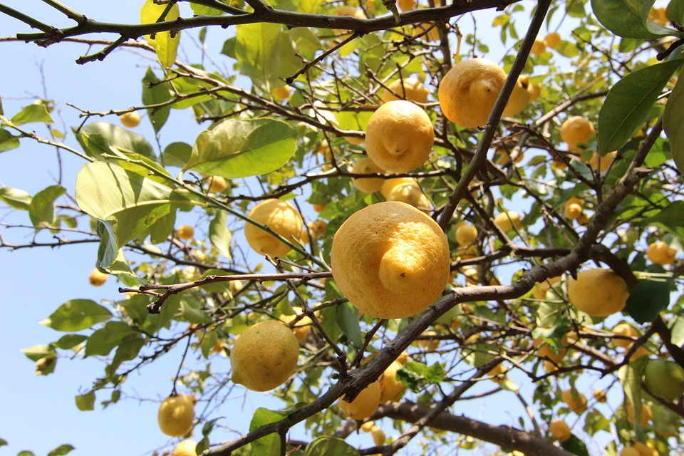 growing lemon tree