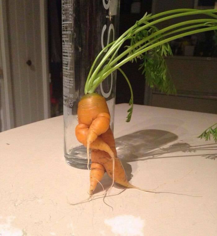 carrot shapes