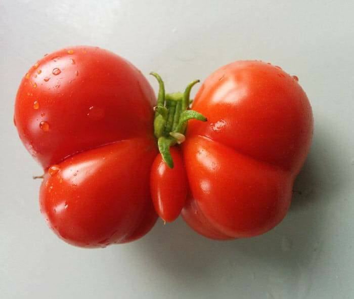 butterfly tomato