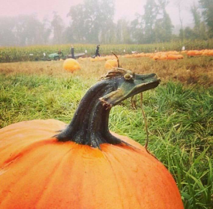 pumpkin funny-shaped vegetables