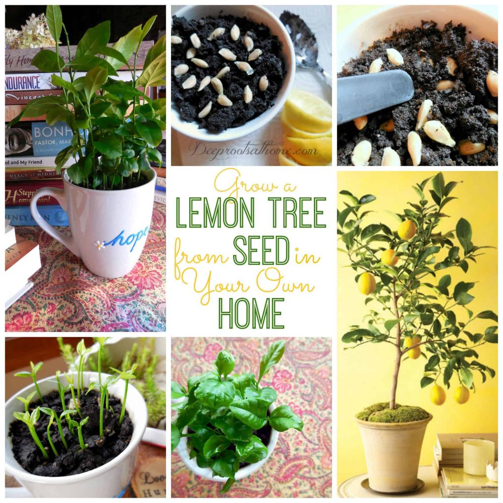 grow your lemon tree from seeds