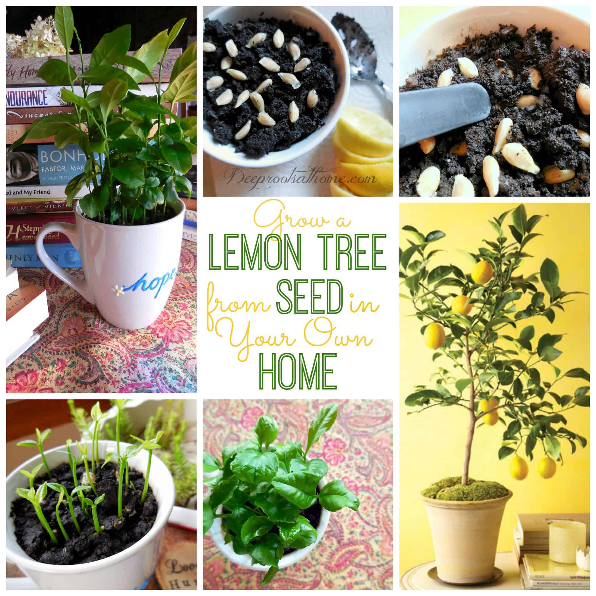Grow Your Lemon Tree at Home - Tasty Food Ideas