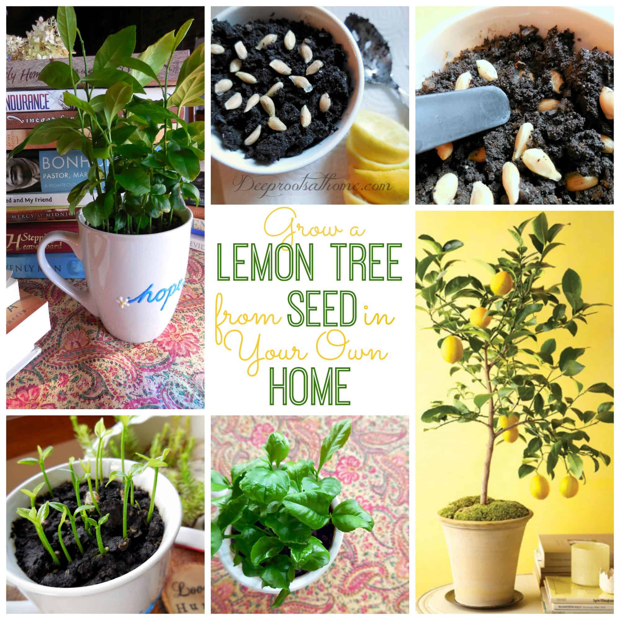 grow-your-lemon-tree-at-home-tasty-food-ideas