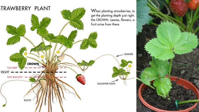 growing strawberries